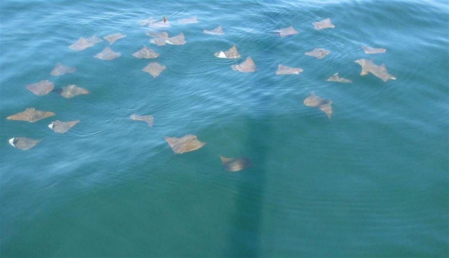 a school of mantra rays - puerto vallarta natural wonders